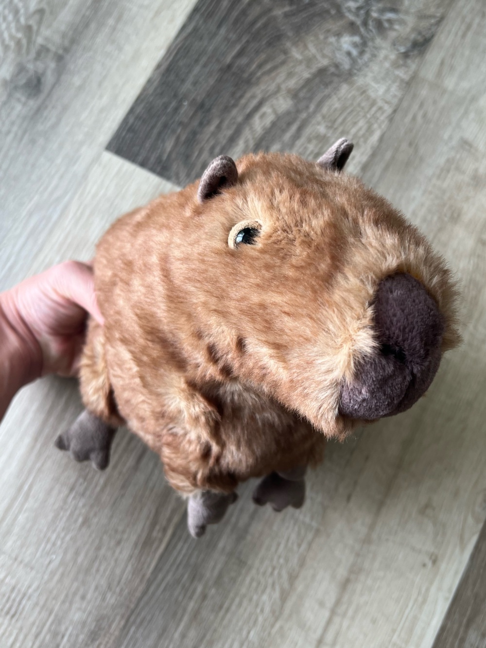 Jellycat Clyde Capybara - Picture 11 of 11